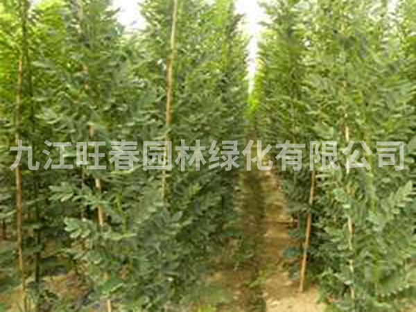 國槐樹